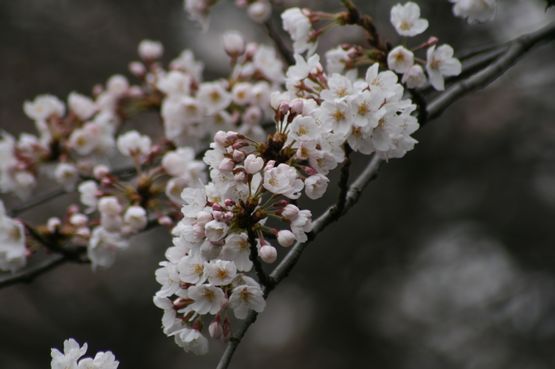 桜―５.jpg
