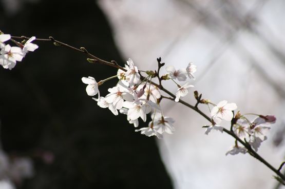 桜―６.jpg