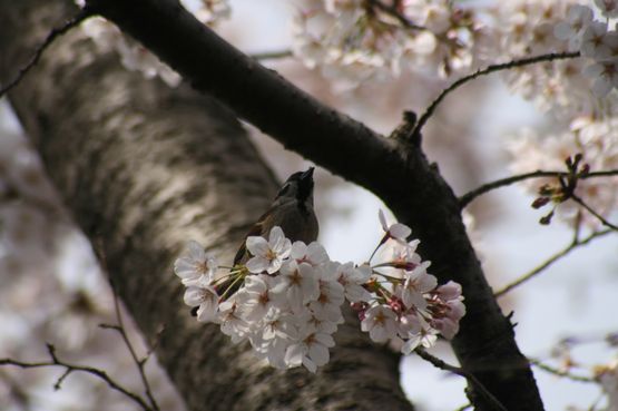 桜―７.jpg