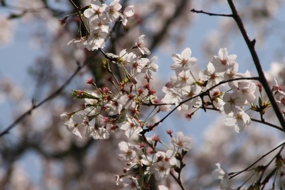 桜―８.jpg